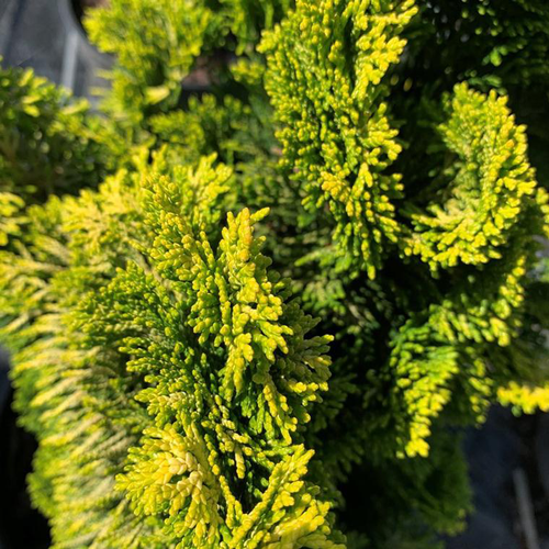 Visuel 1 du produit Cyprès du Japon (Chamaecyparis Obtusa Aurora) 20/25. Le pot 3 litres