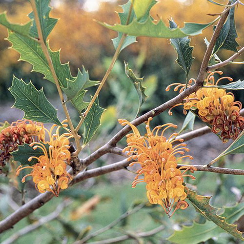 Visuel 1 du produit Grévillea ‘Aurea’ - Le pot de 3 litres