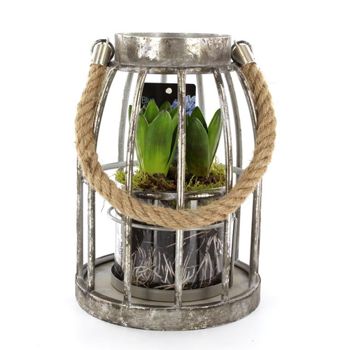 Visuel 1 du produit Jacinthe x3 lanterne - La composition