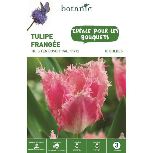 Visuel 1 du produit Tulipe crispa Huis Ten Bosch rose botanic® - 10 bulbes