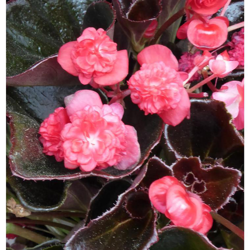 Visuel 1 du produit Bégonia Semperflorens double à fleurs multicolores - Le pot Ø 13 cm