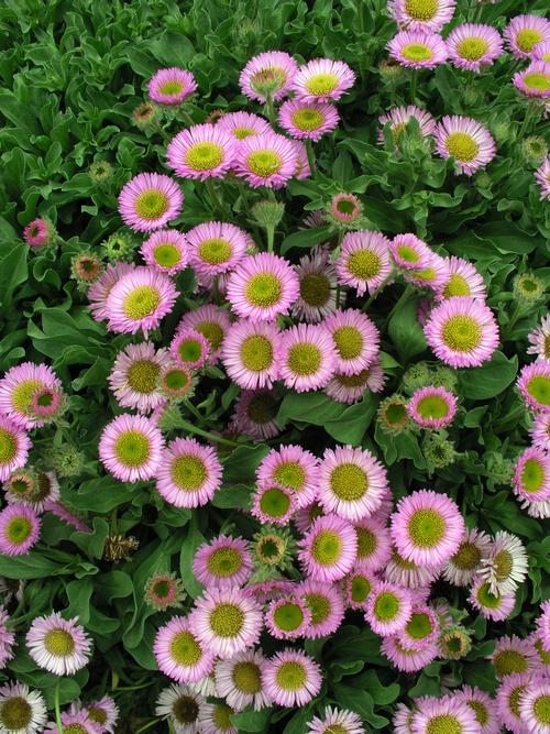 Visuel 1 du produit Vergerette des rivages ‘Sea Breeze’ - Le pot de 2 litres