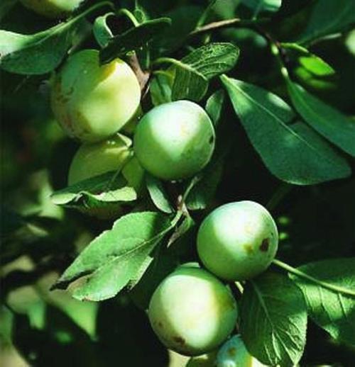 Visuel 1 du produit Prunier Reine Claude dorée calibre 10/12. Le pot de 35 litres, forme 1/2 tige