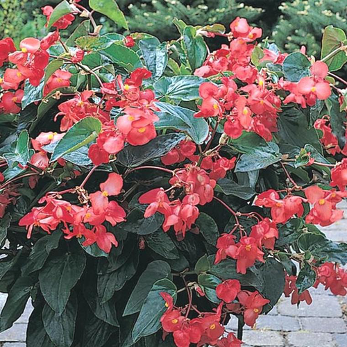 Visuel 1 du produit Begonia Semperflorens 'Viking' - Le pot de 13 cm