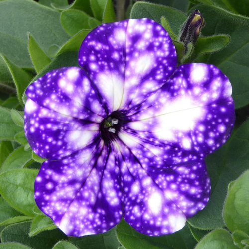 Visuel 1 du produit Potée nuit d'été - Le pot de 5 litres