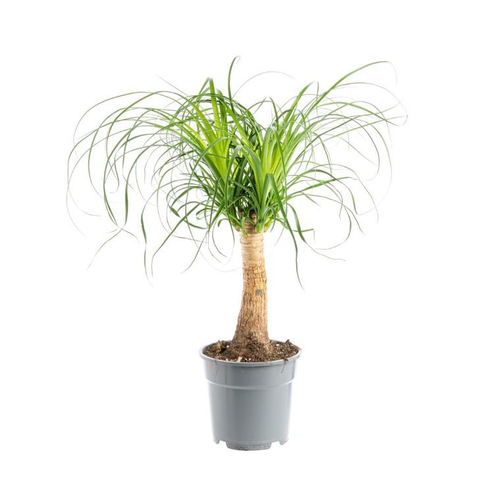 Visuel 1 du produit Beaucarnea coupe Ø19xH50 cm