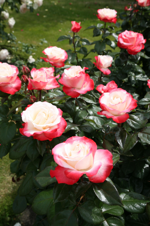 Visuel 2 du produit Rosier La Garçonne® 'Taneiglat' - Le pot de 3 litres