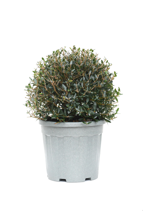 Visuel 1 du produit Phillyrea Angustifolia (Filaire à feuilles étroites) forme boule en pot de 15 litres