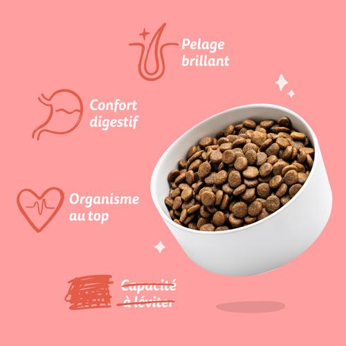 Visuel 7 du produit Croquettes pour chien senior au poulet et au saumon sans céréales Edgard & Cooper - 2,5 kg