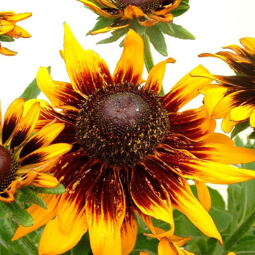 Visuel 1 du produit Rudbeckie Summerina® 'Orange' - Le pot de 2 litres