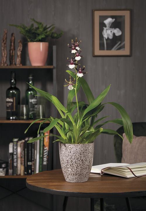 Visuel 3 du produit Vase Orchidée Roccia coloris multicolore en céramique - Ø 13 cm