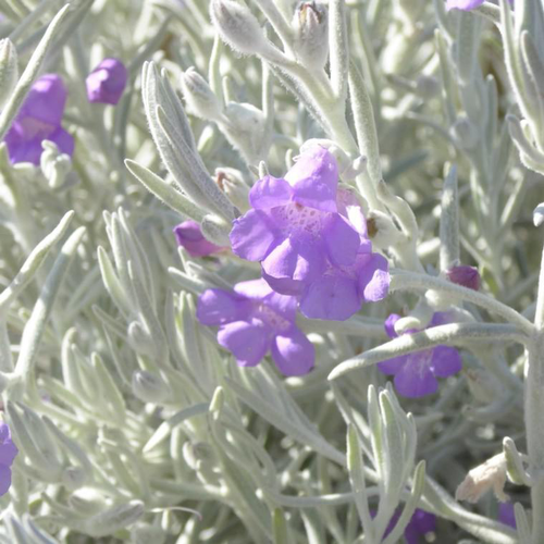 Visuel 1 du produit Eremophila Nivea. Le pot de 10 litres