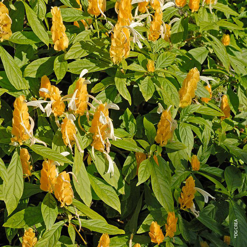 Visuel 1 du produit Pachystachis Lutea - Le pot de 4 litres