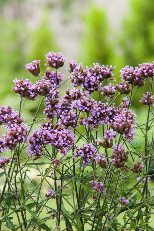 Visuel 1 du produit Verveine de Buenos Aires ‘Lollipop’ - Le pot de 2 litres