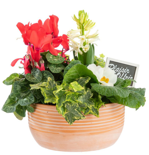 Visuel 1 du produit Composition pot en terre à lignes blanches - Ø 20 cm