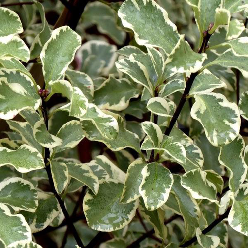 Visuel 1 du produit Pittosporum tenuifolium argyrophyllum variegatum en pot de 7,5 L