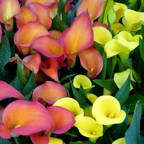 Visuel 1 du produit Arum à fleurs colorées - Le pot de 1 litre