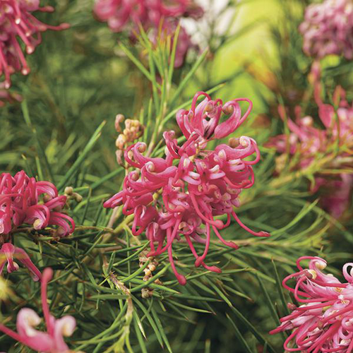 Visuel 1 du produit Grévillea A Feuilles de Génévrier - Le pot de 10 litres