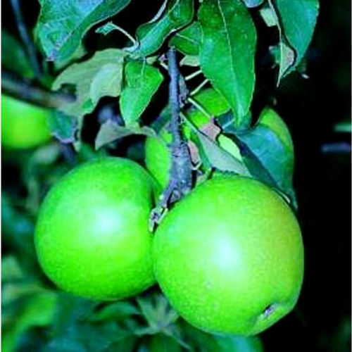 Visuel 1 du produit Pommier Granny Smith. Le pot de 12 litres, forme gobelet