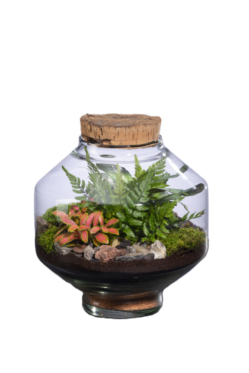 Visuel 1 du produit Terrarium autonome Solu M botanic® - Ø 10,3-17 x 20 cm