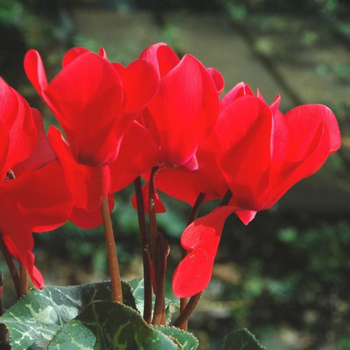 Visuel 1 du produit Cyclamen à grandes fleurs - Le pot terre cuite de 20 cm