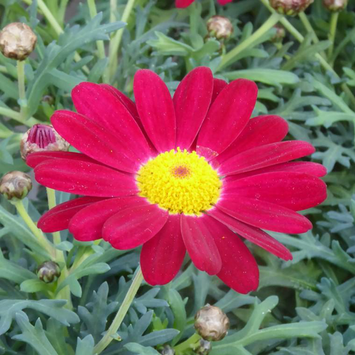 Visuel 1 du produit Anthémis rouge (Fausse Camomille ou Camomille des teinturiers) à fleurs rouges - Le pot de 9 x 9 cm