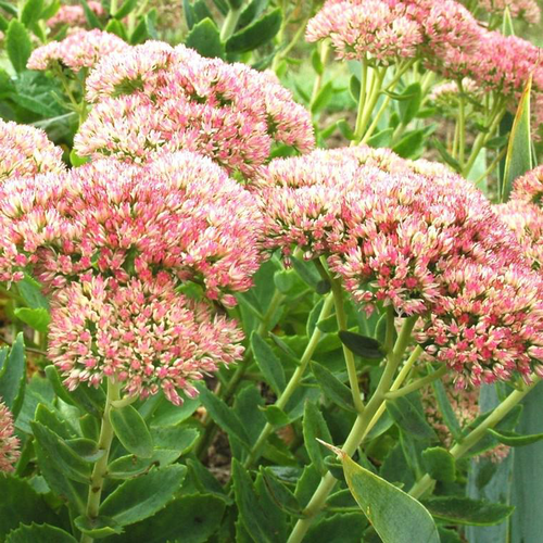 Visuel 1 du produit Sédum herbstfreude rose en pot de 2 L