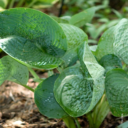 Visuel 1 du produit Hosta 'Abiqua Drinking Gourd' - Le pot de 2 litres