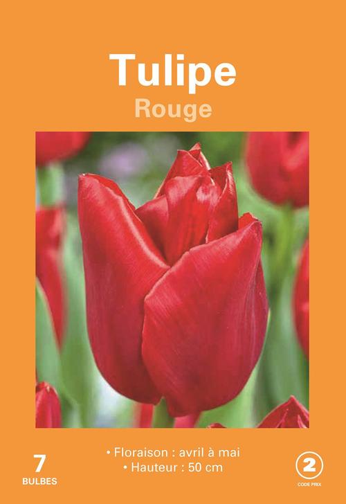 Visuel 1 du produit Bulbes de fleurs Tulipe rouge botanic® - 7 bulbes