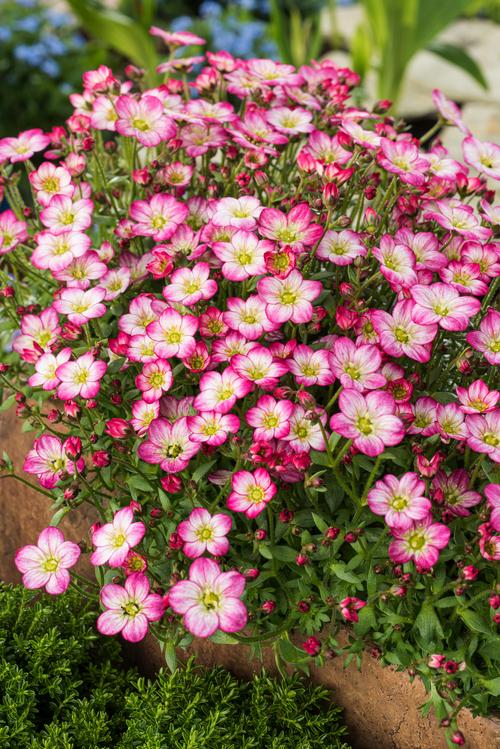 Visuel 1 du produit Saxifrage-Mousse ALPINO EARLY PICOTEE - Le pot de 2 litres