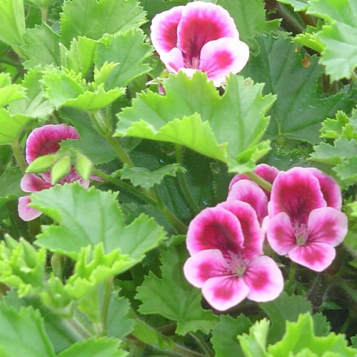 Visuel 1 du produit Pelargonium à Petites Fleurs - Le pot de 10 litres