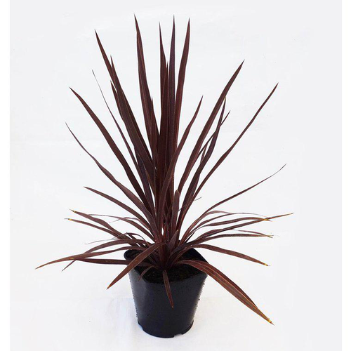 Visuel 1 du produit Cordyline Australis Red Star 30/40 en pot de 3 L rouge