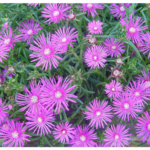 Visuel 1 du produit Delosperma cooperi ou Pourpier de Cooper à fleurs roses - La barquette de 6 plants