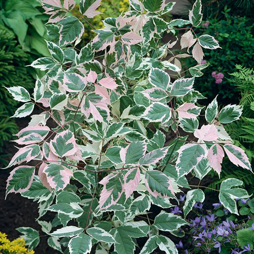 Visuel 1 du produit Érable à feuilles de frêne ‘Flamingo’ botanic® vert. Le pot de 10 litres