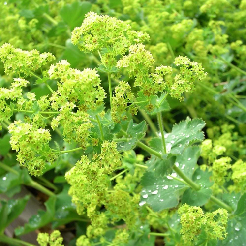 Visuel 1 du produit Alchemilla Mollis (Jaune). Le pot de 2 litres