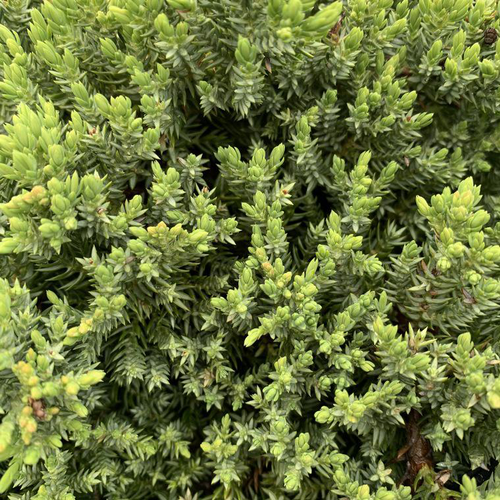 Visuel 1 du produit Genévrier rampant Procumbens nana. Le pot de 3,7 litres, 30/40 cm