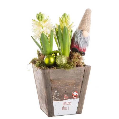 Visuel 1 du produit Composition de Noël 3 jacinthes multicolore pot en bois