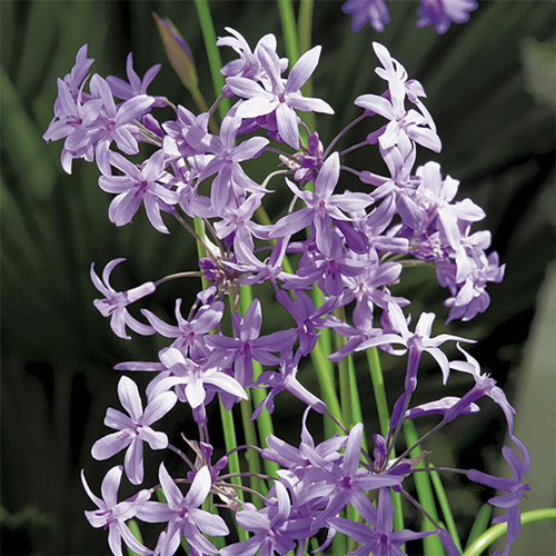 Visuel 1 du produit Tulbaghia Violacea - Le pot de 2,5 litres