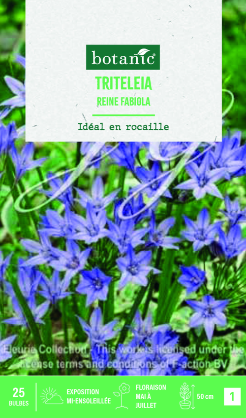 Visuel 1 du produit Bulbes de fleurs Triteleia Reine Fabiola botanic® – 25 bulbes