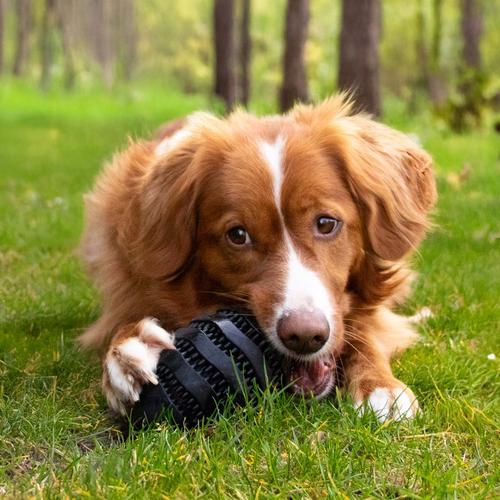 Visuel 3 du produit Jouet pour chien en caoutchouc coloris noir distributeur de friandises rugby Bite Me Nibble - Taille L 15 x 8,6 x 8,6 cm