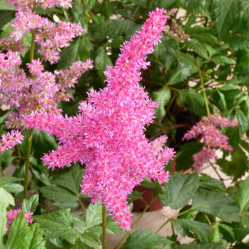 Visuel 1 du produit Astilbe. Le pot de 3 litres