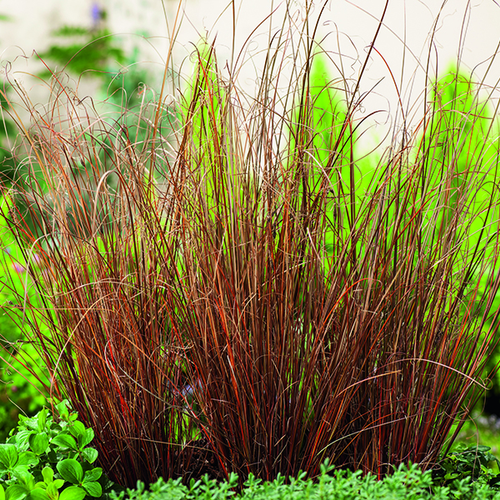 Visuel 1 du produit Carex Buchananii marron botanic®. Le pot de 2 litres