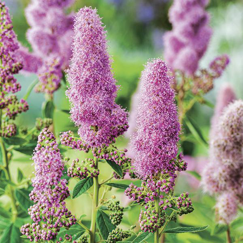 Visuel 1 du produit Spirée de Billiard rose. Le pot de 7L