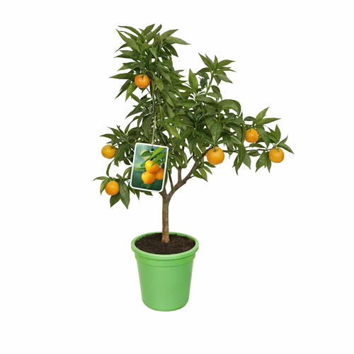 Visuel 1 du produit Clementinier. Le pot de 5 litres