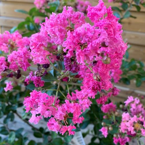 Visuel 1 du produit Lagerstroemia Indica varié rose. Le pot de 4 litres, forme touffe
