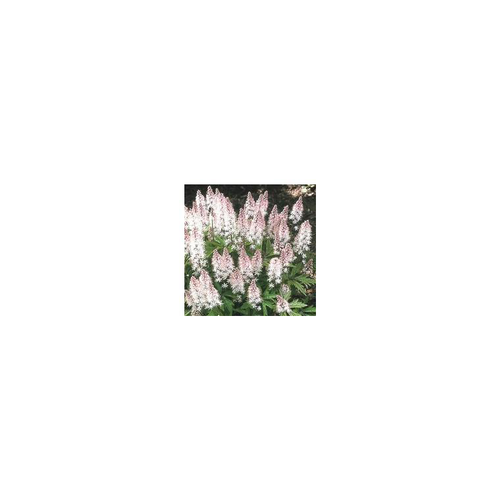Visuel 1 du produit Tiarella Spring Symphony - Le pot de 1 litre