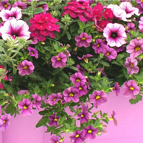 Visuel 1 du produit Jardinière variée coloris variés. La jardinière de 50 cm