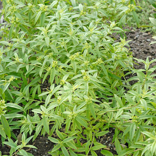 Visuel 1 du produit Verveine Citronnelle Bio. Le pot de 1 litre