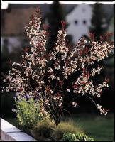 Visuel 1 du produit Cerisier à fleurs Prunus Cistena 60/80. Le pot de 5 litres