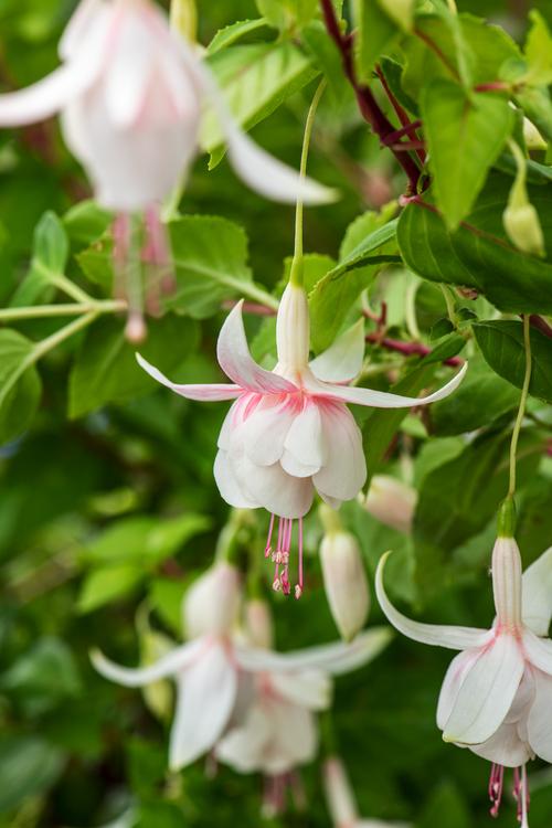 Visuel 1 du produit Fuchsia ‘Annabel’ - Le pot de 2 litres